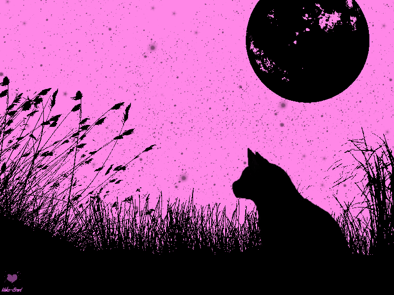  photo CatBackgroundwithpink_zpsb2978f94.png