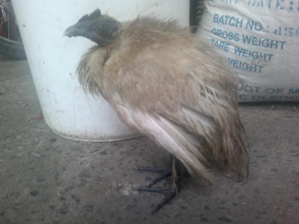 Gà Ác bị bệnh gì đây mọi người ???