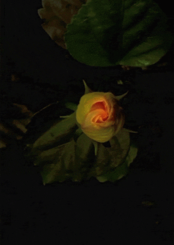 photo flower_zps014573bb.gif
