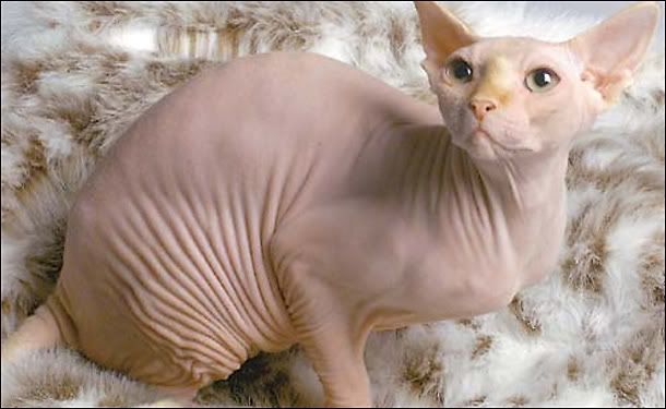 Hairless Cat Pictures From Photobucket 39